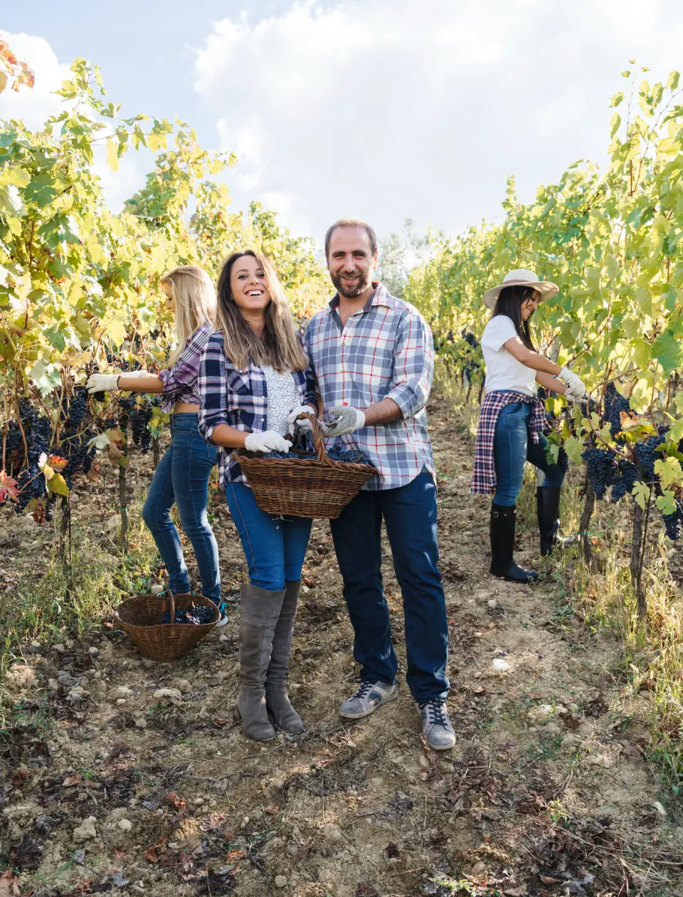 Discover Local Wineries Through Wine Tours limo service in San Diego